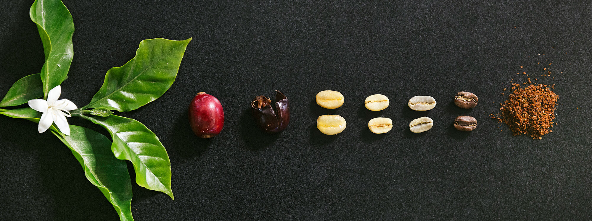 Life cycle of coffee